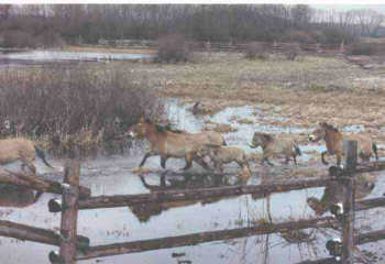 Eohippus "Pferd der Morgenröte"